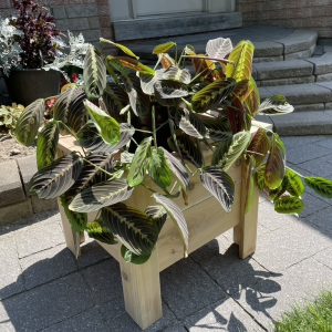 Flower Box