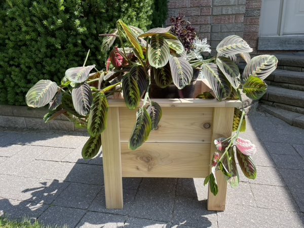 Spacious Solid Cedar Flower Box - Image 3